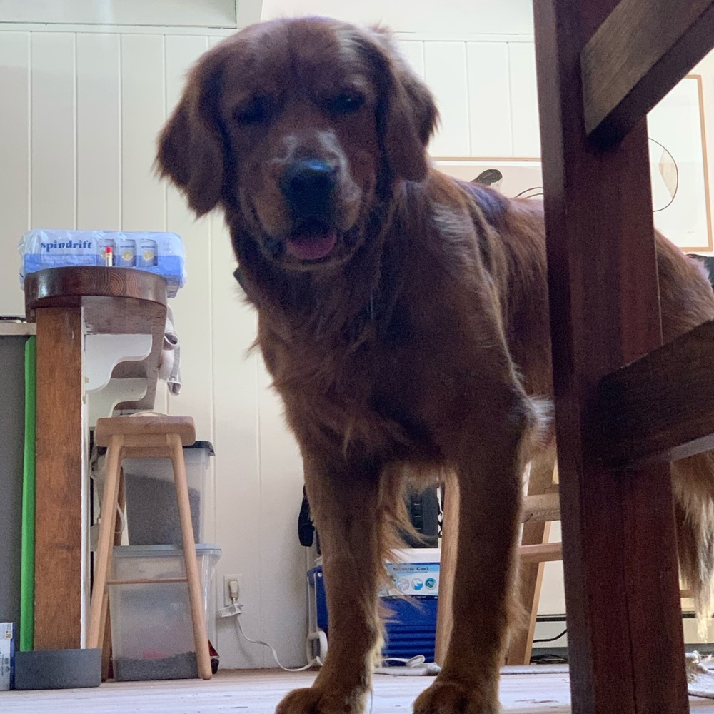 Meet your Posher, Annie